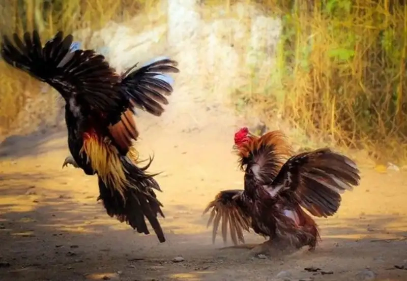 Mẹo nhận định chiến kê mạnh và dễ thắng cược nhanh