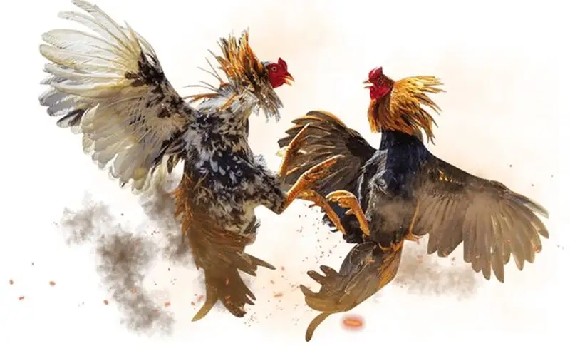 Đá gà c1- Mẹo chọn gà chiến thắng chuẩn nhất