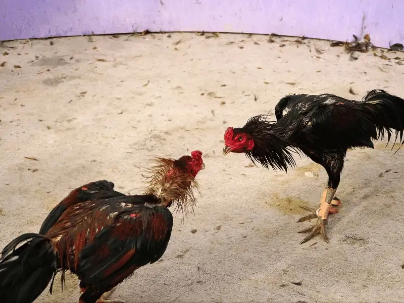 Bí quyết theo dõi trận đấu và tăng cơ hội thắng