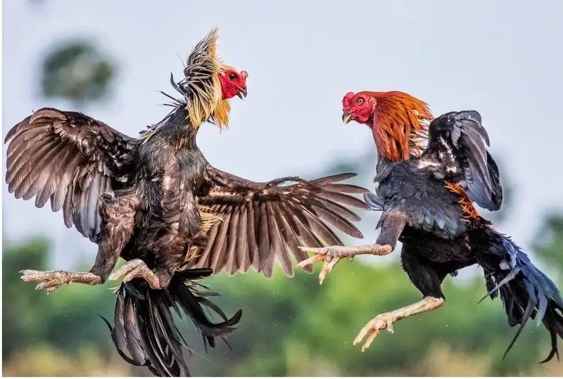 Đá gà Thomo và cơ hội chốt kèo trong tích tắc