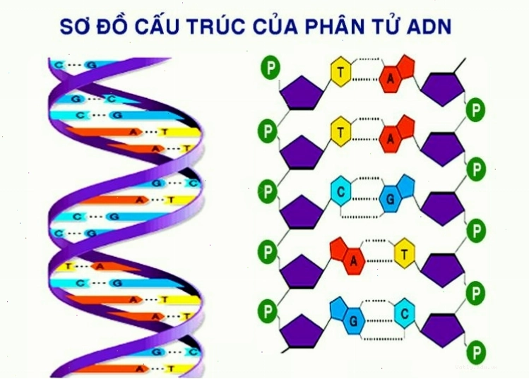 Minh họa cấu trúc nguyên tử và điện tích hạt nhân