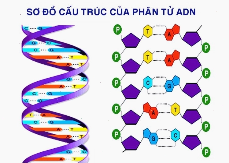 Mô hình cấu trúc nguyên tử cho thấy hạt nhân chứa proton và neutron