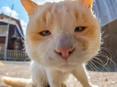 Những meme hài hot trend khiến dân mạng phát cuồng