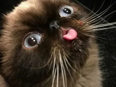 Meme mèo biểu cảm hài hước khiến dân mạng phát cuồng