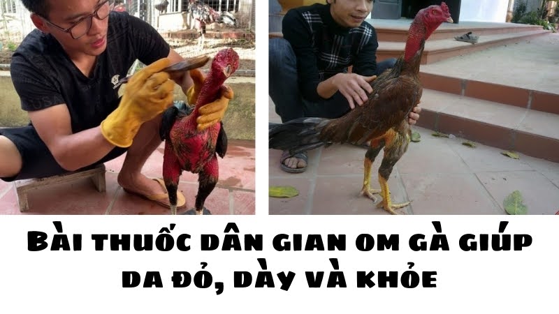 Om gà chọi 03